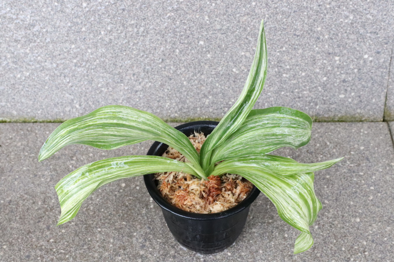 7178,整理品　大福実生(だいふくみしよう)　1本物？　実生は万年青の天下が取れる！【はきずはきれとても多い大特価】※春から秋は生長期なので姿は変わっていきます