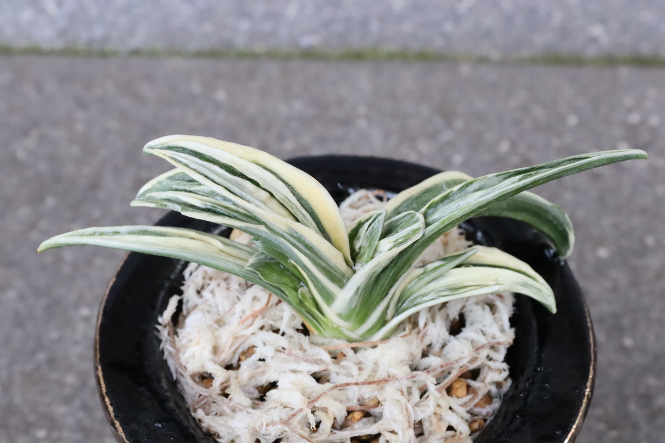 6344,宝生(ほうしょう)　特上木　【はきずはきれ大特価】※春から秋は生長期なので姿は変わっていきます