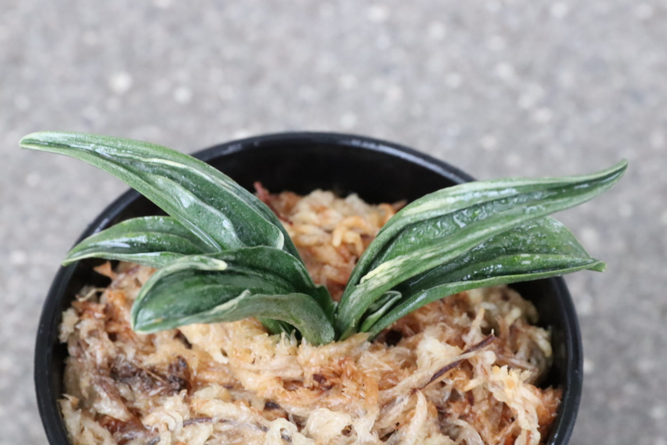 5453,瑞泉(ずいせん)　見本木だったもの　覆輪深い全国系統　奉仕品【鸞山クラスの芸楽しめる　はきずはきれ多い特価！】力ある　※春から秋は生長期なので姿は変わっていきます