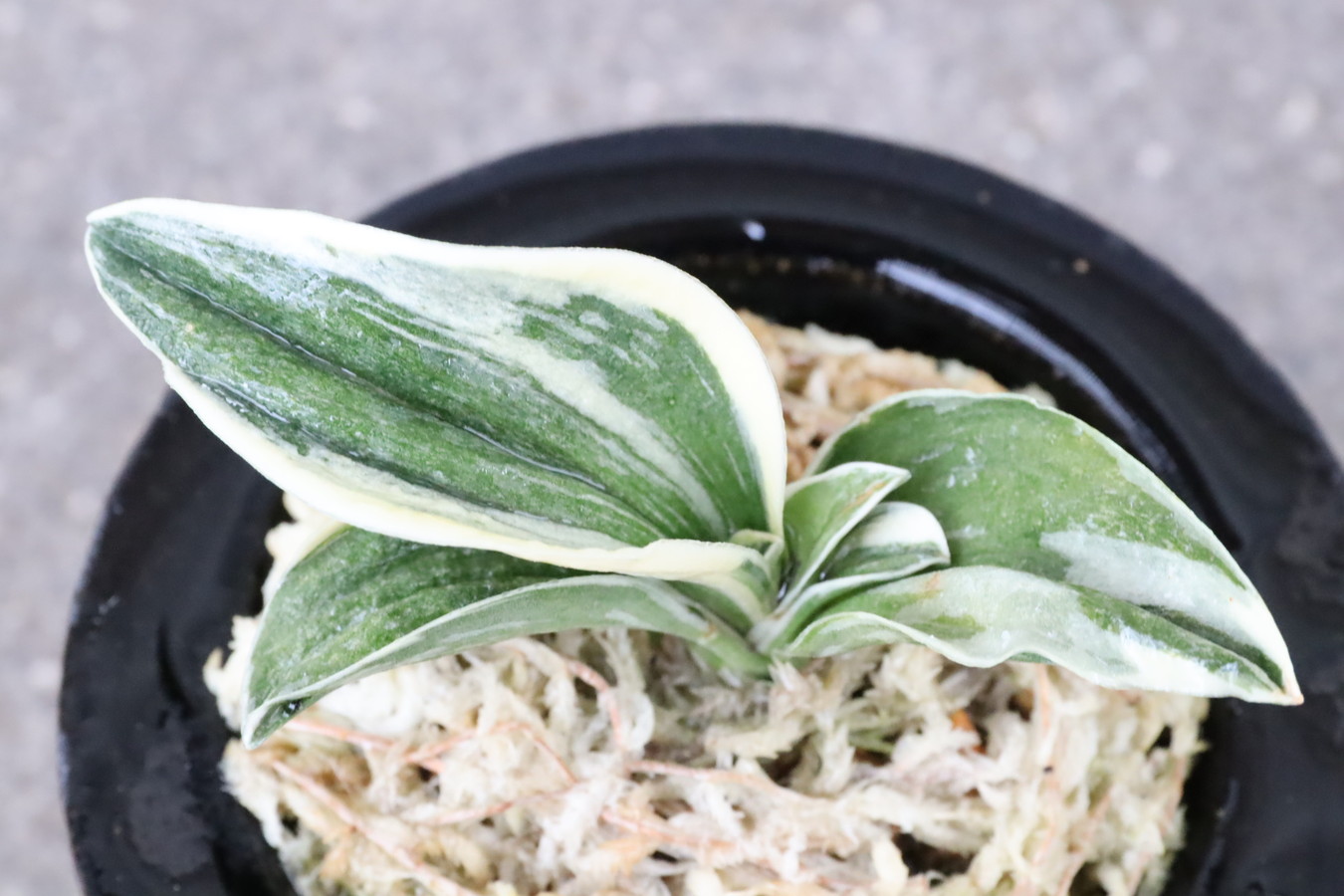 8110,舞子(まいこ)　【はきずはきれ多い大特価！】※春から秋は生長期なので姿は変わっていきます