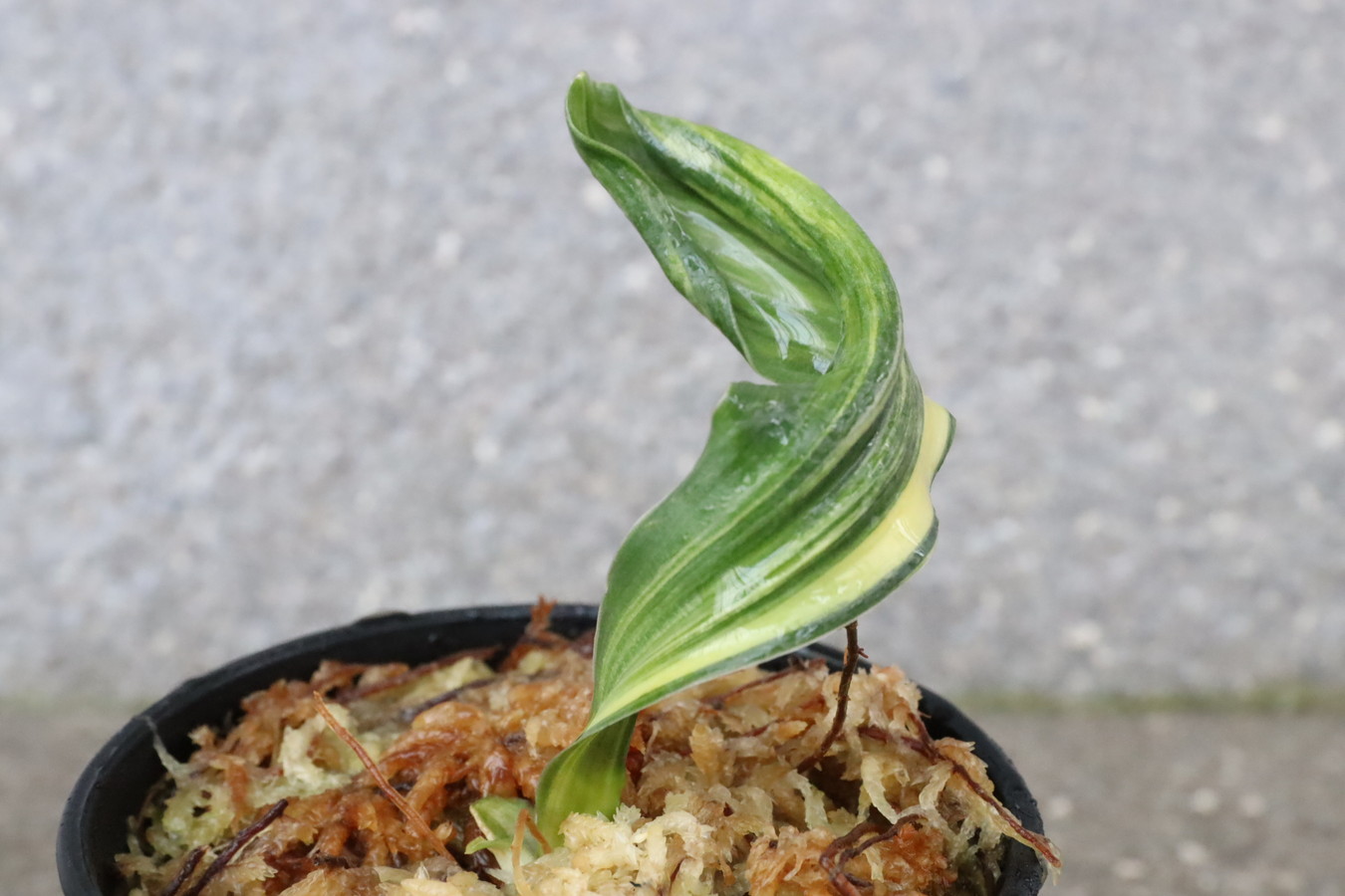 6815,天乃橋立(仮)　獅子　縞？【覆輪？デモ？縞覆輪？？】【羅紗獅子のような姿！はきずはきれ多い大特価！】※春から秋は生長期なので姿は変わっていきます