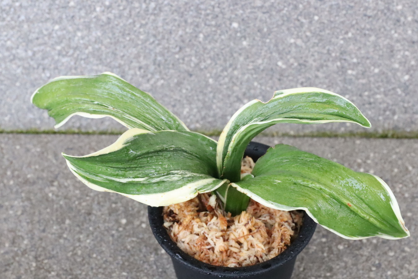 6018,　太陽(たいよう)　【はきずはきれ非常に多い大特価】※春から秋は生長期なので姿は変わっていきます