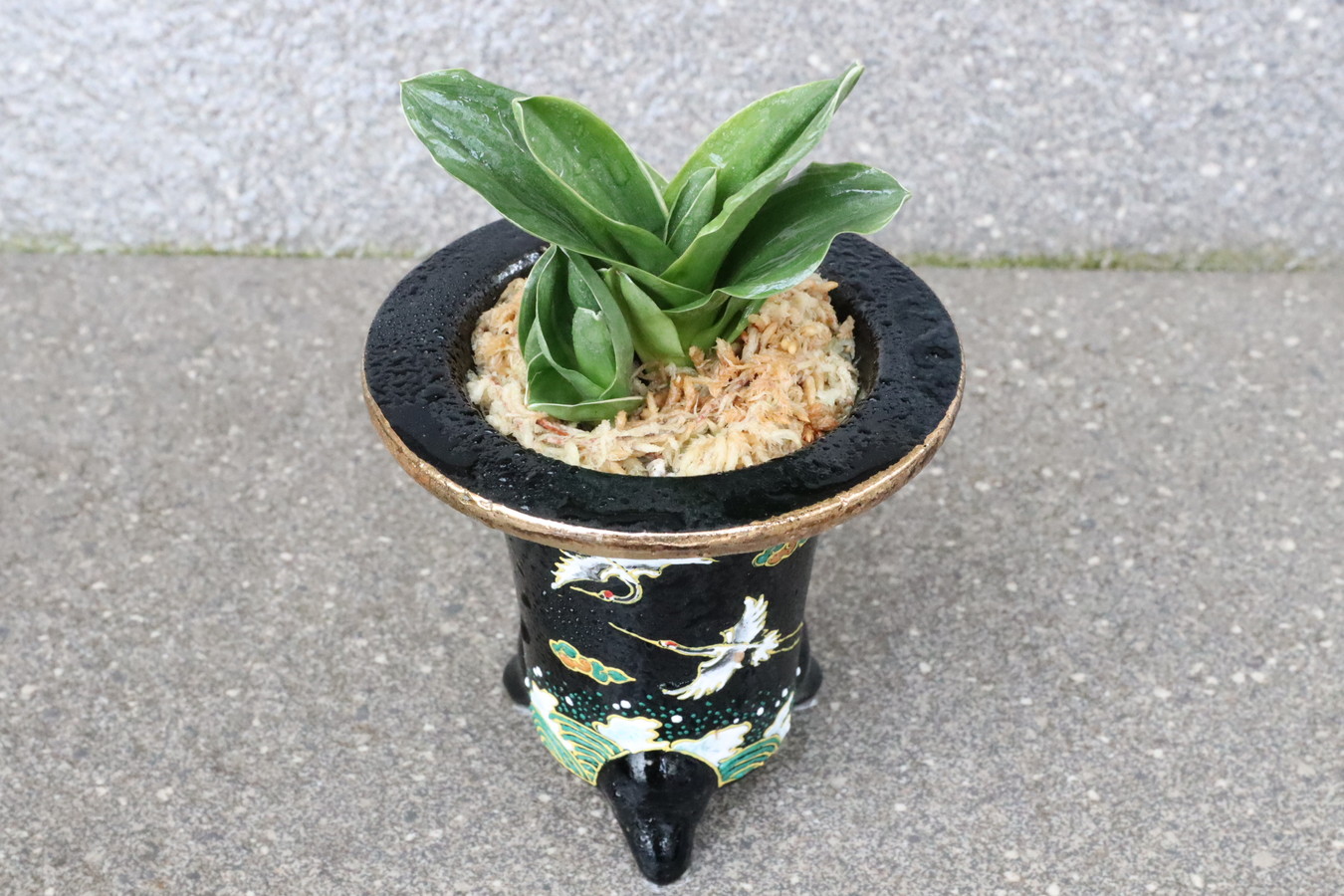 7179,福包(ふくづつみ)　【夫婦鶴が舞う錦鉢は、家運隆盛・商売繁盛を招く吉祥の意匠】【はきずはきれ多い大特価！】　※春から秋は生長期なので姿は変わっていきます