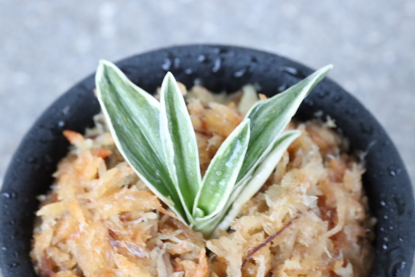 8119,富国殿(ふこくでん)　深覆輪【根少ない特価！はきずはきれ大特価！】※春から秋は生長期なので姿は変わっていきます