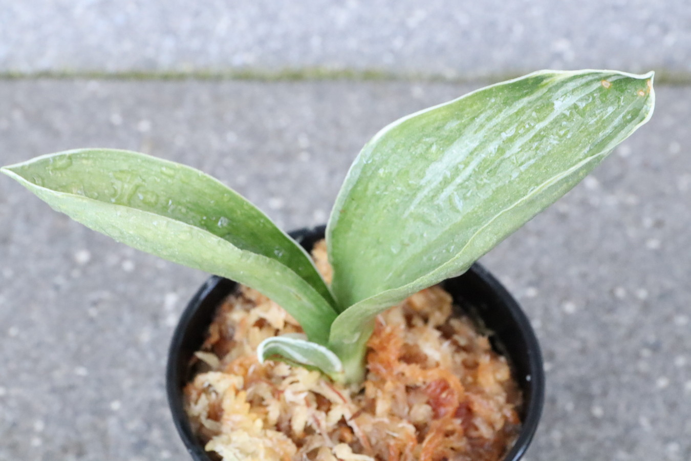 6442,整理品BC級品　武蔵(むさし)　【はきずはきれ多い大特価！】※春から秋は生長期なので姿は変わっていきます