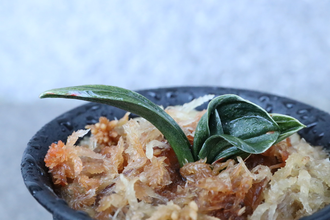 8288,聖雲殿(せいうんでん)　小苗特価！覆輪深い系統　【根少ない特価！はきずはきれ多い大特価！】※春から秋は生長期なので姿は変わっていきます