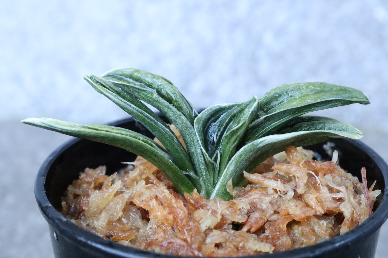 5973,聖雲殿(せいうんでん)　深覆輪　全国系統！　【はきずはきれとても多い特価】※春から秋は生長期なので姿は変わっていきます