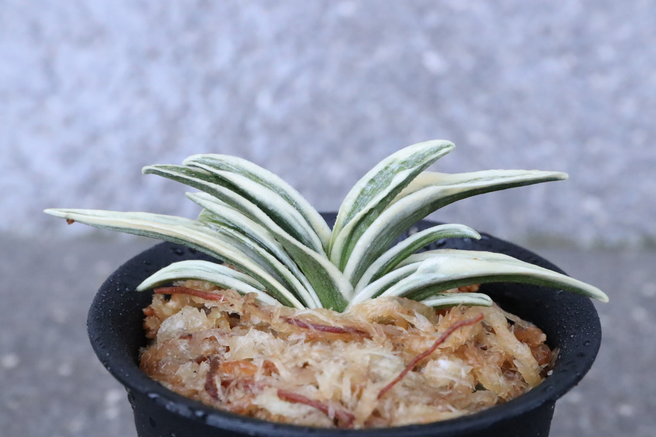 8255,富国殿(ふこくでん)　スパルタ作り【特上覆輪！全国系統大特価！！希望価格43000円はきずはきれ大特価】　※春から秋は生長期なので姿は変わっていきます