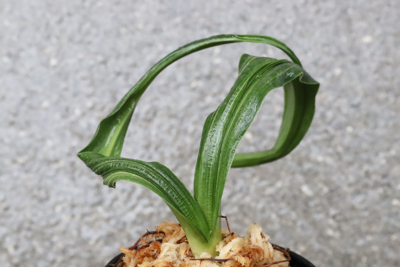 6463,鶴の舞(つるのまい)　こうとめ最上縞！【根少ない特価！はきずはきれ多い特価！】　※春から秋は生長期なので姿は変わっていきます