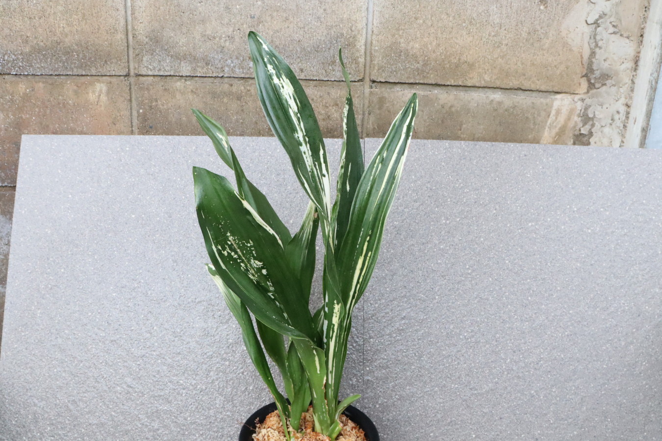 5603,江戸　片貝残雪(かたがいざんせつ)　図性、芸特上　【はきずはきれとても多い大特価！！！】※春から秋は生長期なので姿は変わっていきます