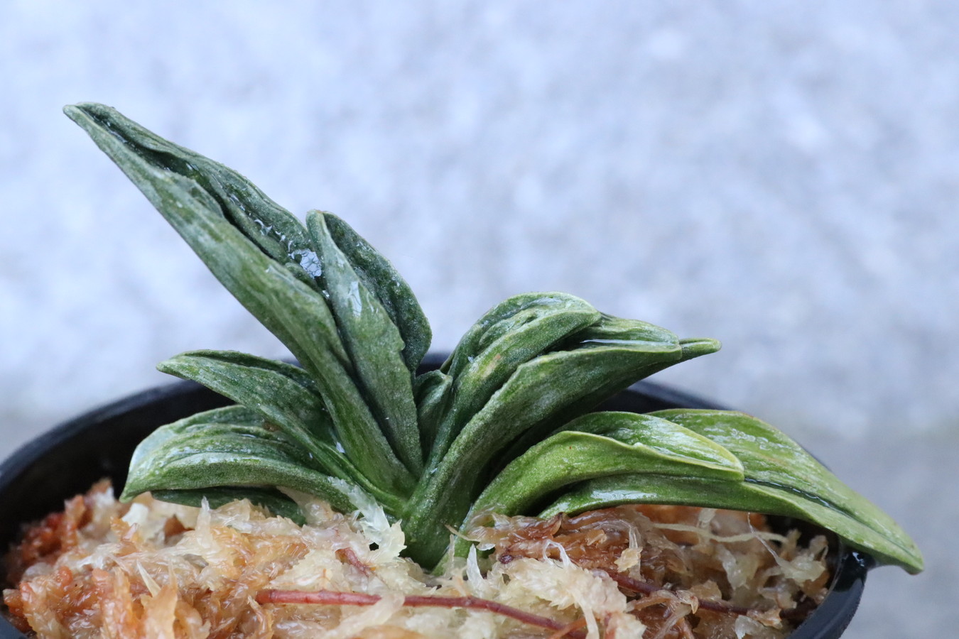 7180,楼蘭(ろうらん)　青か？！芸最上！芋吹きできそう勝負木！【はきずはきれ大特価】※春から秋は生長期なので姿は変わっていきます