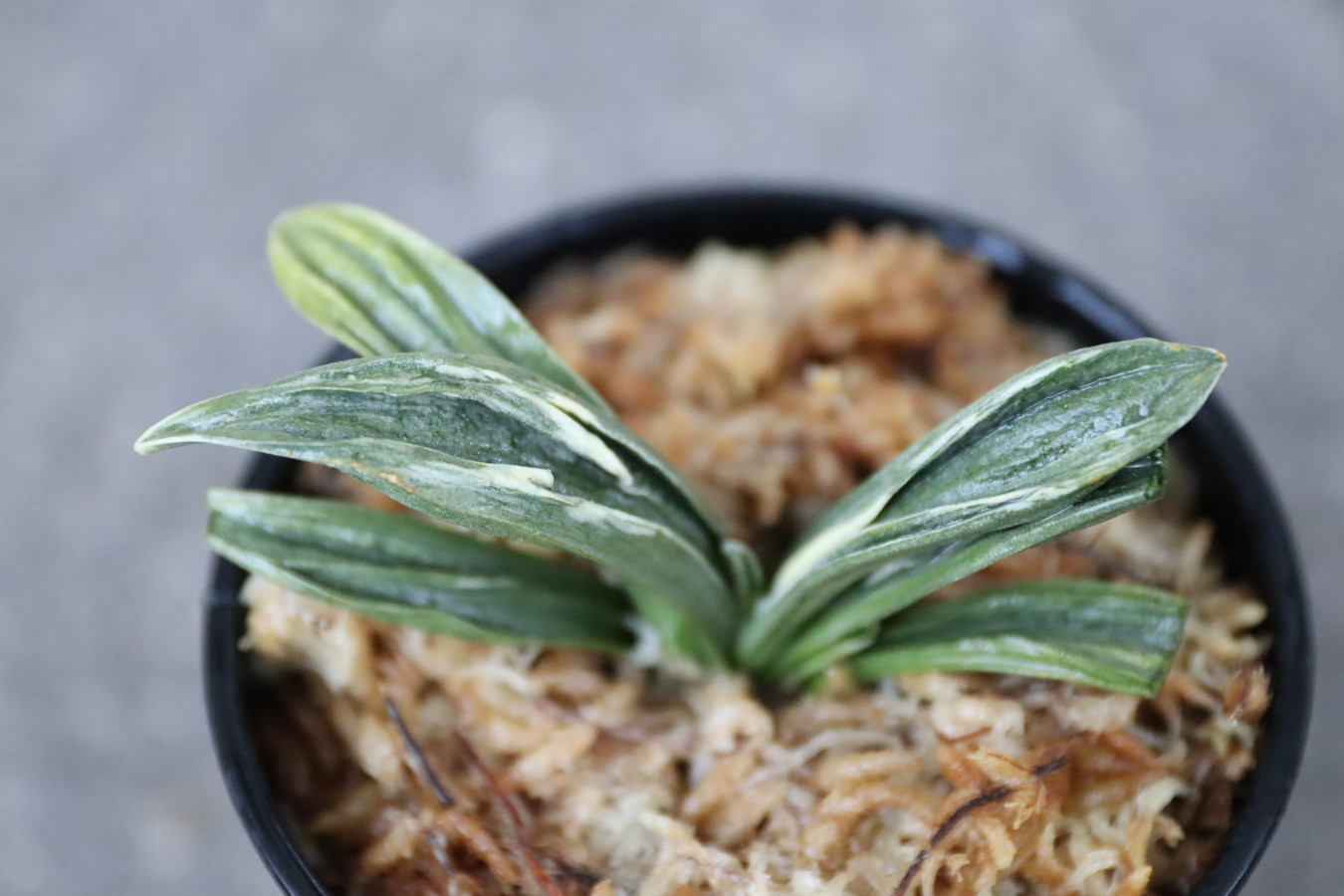 5004,瑞泉(ずいせん)　【はきずはきれ非常に多い特価！】※春から秋は生長期なので姿は変わっていきます