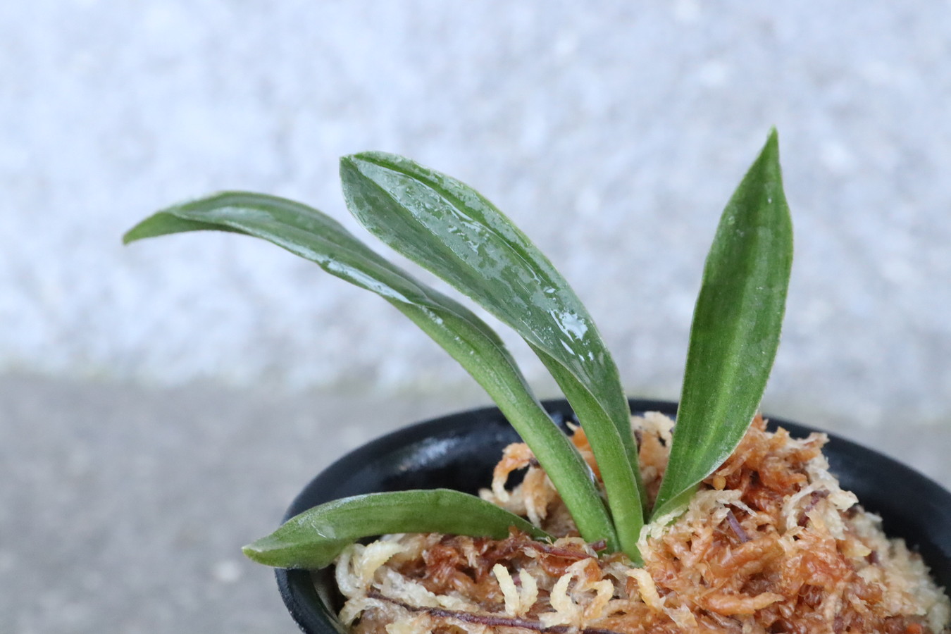 7186,大車×太陽　1本物　先祖返りした？？葉肉はありそう？【はきずはきれ多い大特価】※春から秋は生長期なので姿は変わっていきます