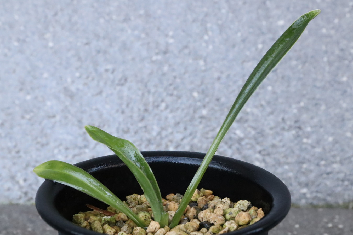 6985,黄金実生　【はきずはきれとても多い大特価！】※春から秋は生長期なので姿は変わっていきます