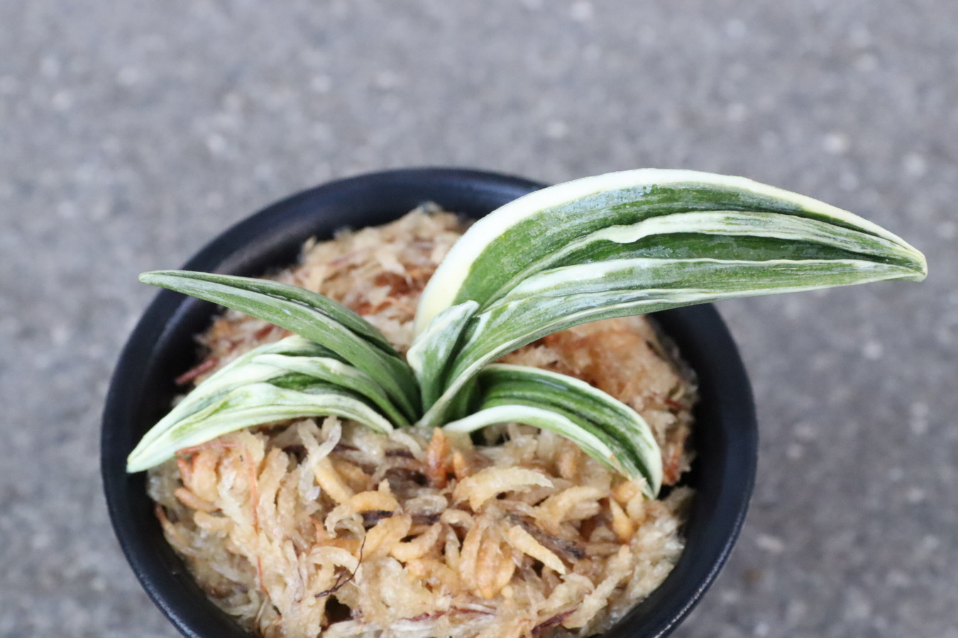 7314,春日錦(かすがにしき)　覆輪、芸よい手！【根少ない特価！！はきずはきれ多い大特価！】※春から秋は生長期なので姿は変わっていきます