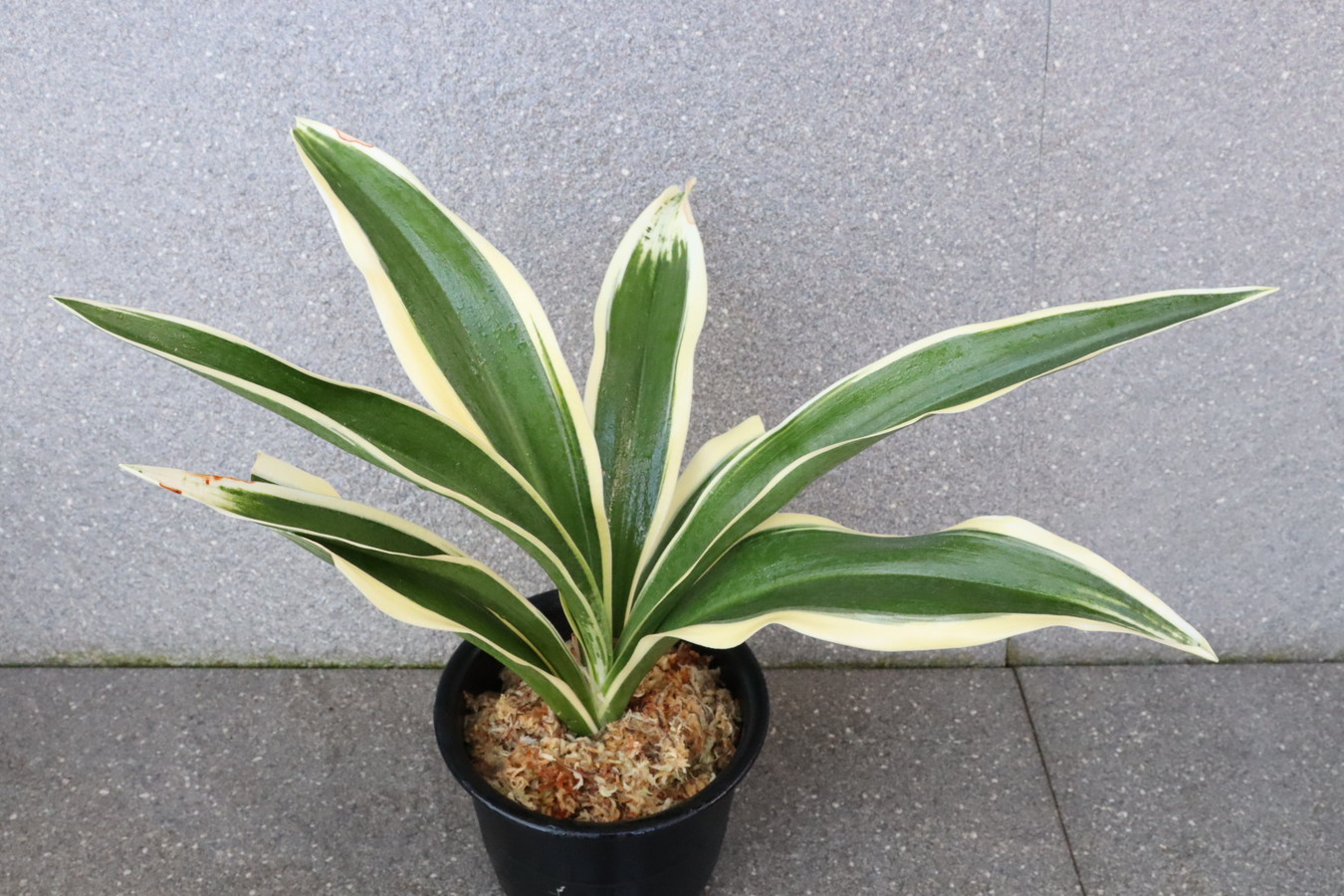 5161,整理品BC級品　高麗殿の図(こうらいでんのず)　【はきずはきれ特価！】※春から秋は生長期なので姿は変わっていきます