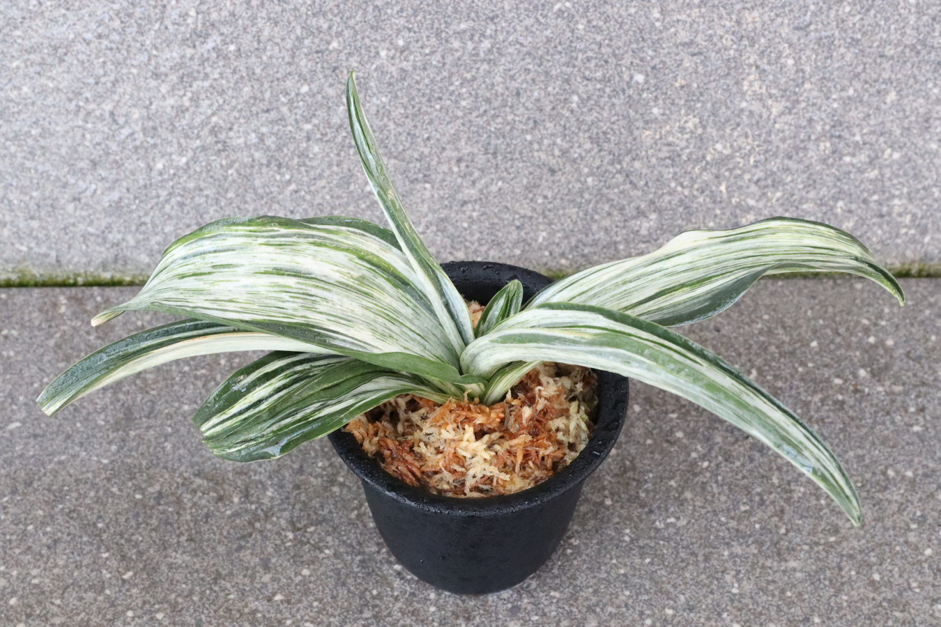 6030,整理品特価！千代田の松(ちよだのまつ)　斑特上！【根少ない特価！はきずはきれとても多い大特価！】※春から秋は生長期なので姿は変わっていきます