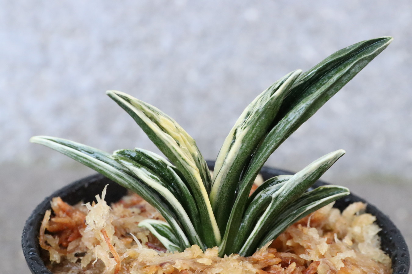 6702,珠光(しゅこう)　深覆輪全国系統　【はきずはきれ多い大特価！】※春から秋は生長期なので姿は変わっていきます