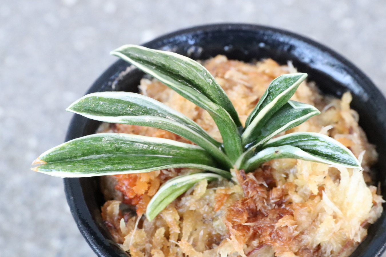 5182,珠光(しゅこう)　至芸深覆輪　全国大会系統　【根少ない特価！はきずはきれ多い大特価！】※春から秋は生長期なので姿は変わっていきます