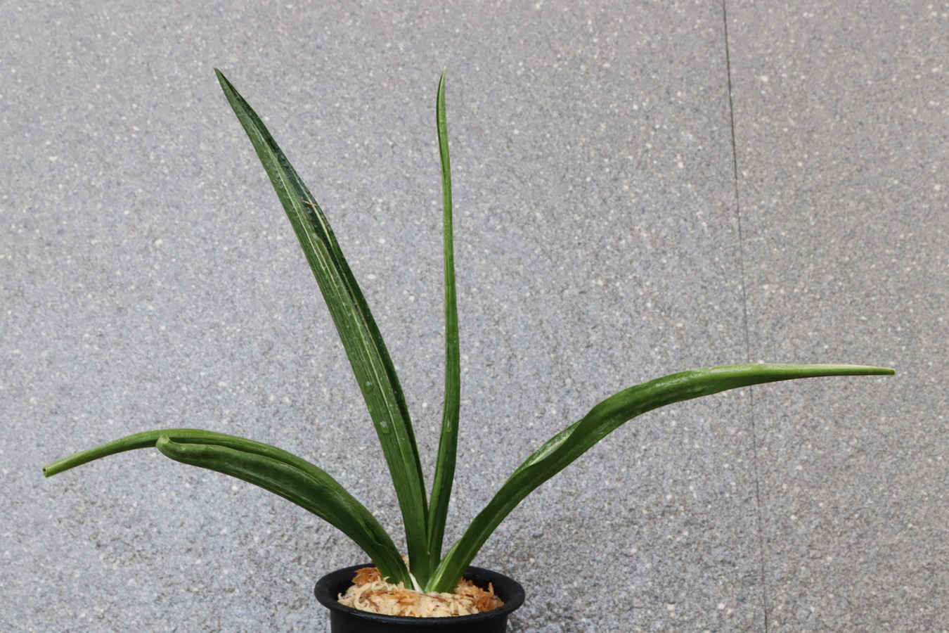 7187,長寿海×錦長寿   1本物？　【はきずはきれ多い大特価！】　※春から秋は生長期なので姿は変わっていきます