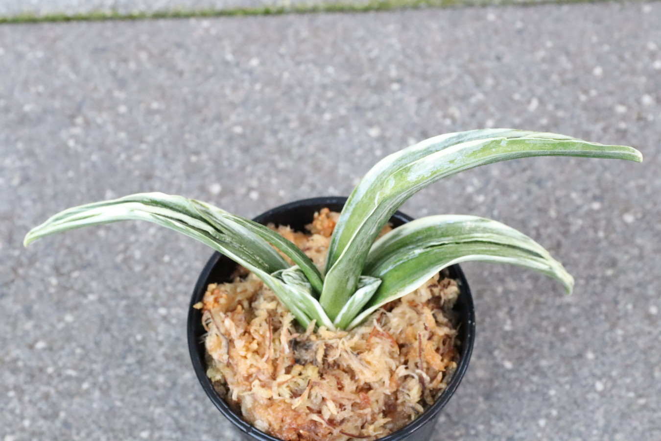 7190,整理品BC級品　愛玉殿(あいぎょくでん)　芸、覆輪よい手　【はきずはきれ大特価】※春から秋は生長期なので姿は変わっていきます