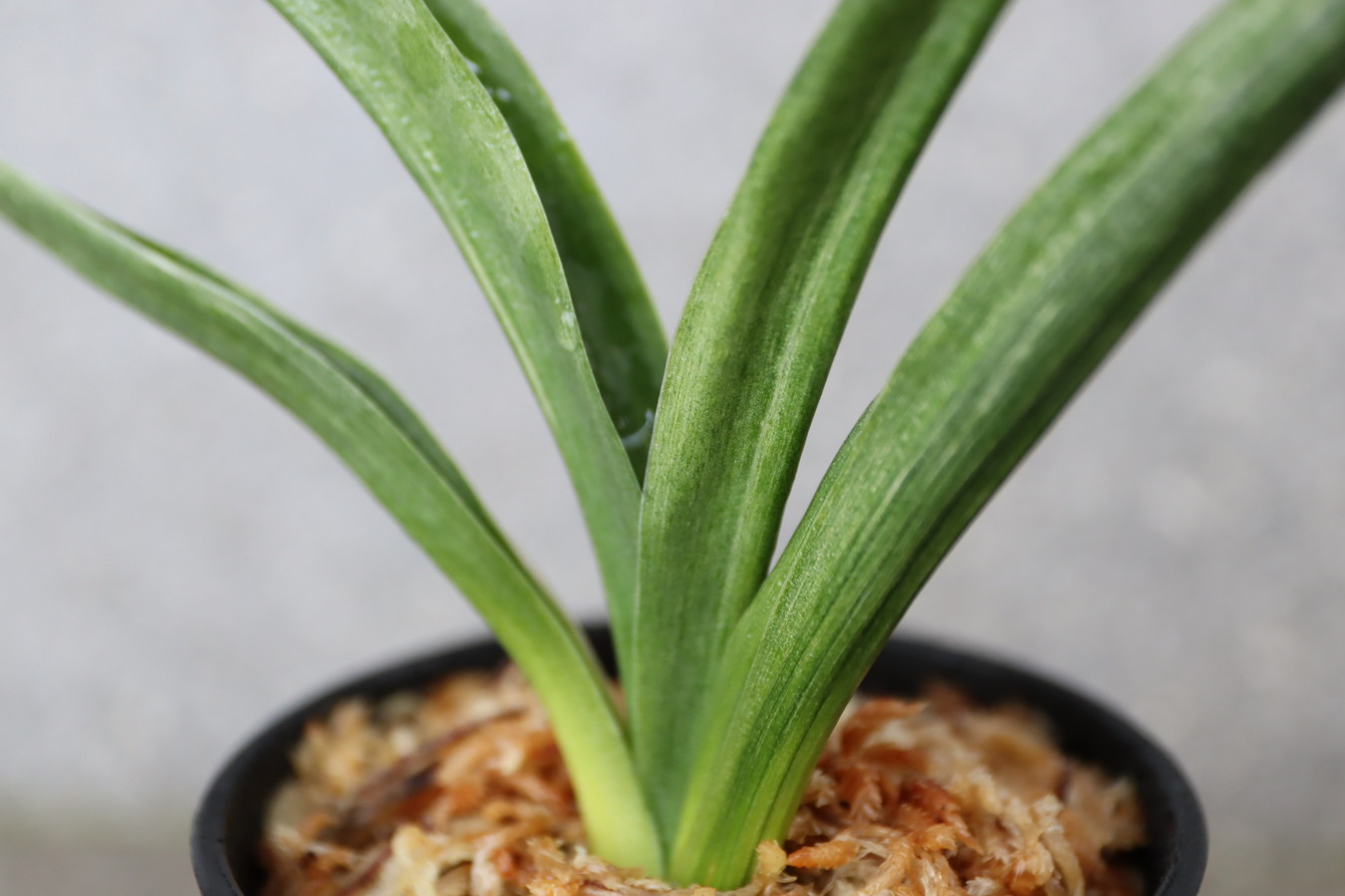 7316,長寿鳳(仮？)　胡麻長寿？　数不明　胡麻縞があり、覆輪狙える！？？　希少　【根少ない特価！はきずはきれ多い大特価！】※春から秋は生長期なので姿は変わっていきます