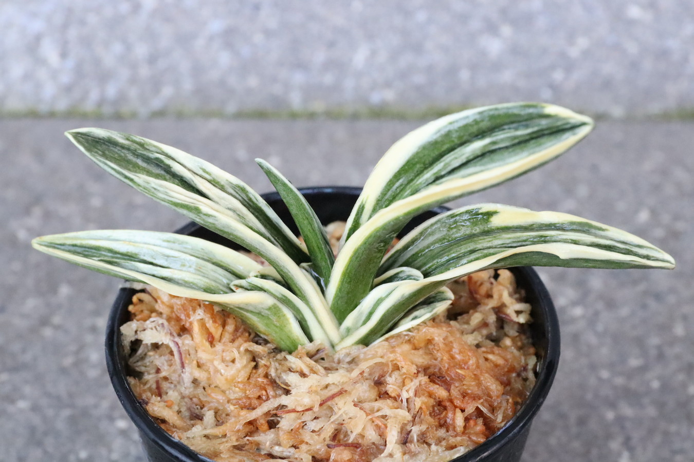 6673,旭翠(きょくすい) 全国トップ系統　【老木特価！はきずはきれ非常に多い大特価！】※春から秋は生長期なので姿は変わっていきます