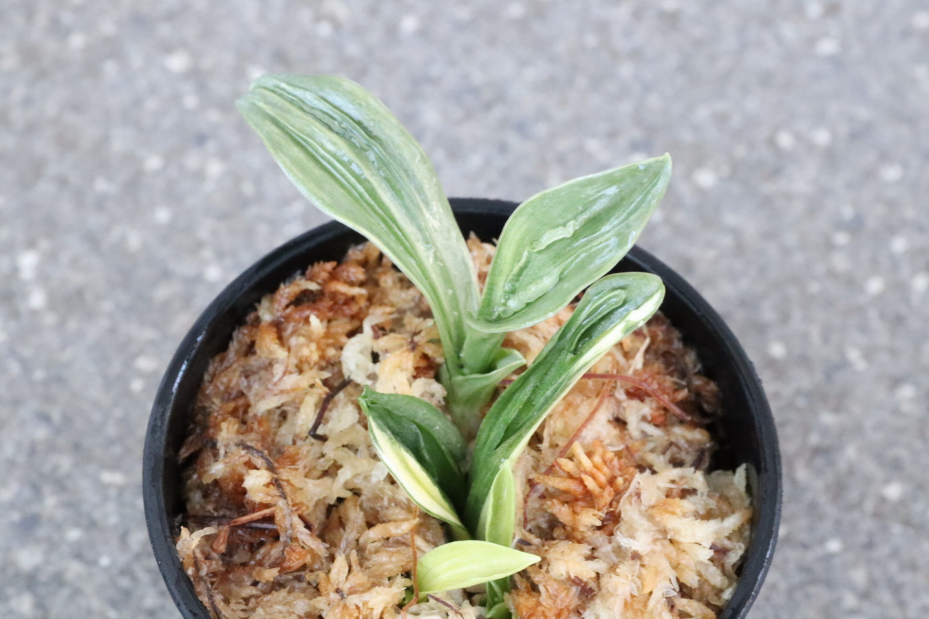 7193,大車×V　縞、芸とても楽しみ！【実生は万年青の天下が獲れる趣味！】【はきずはきれとても多い大特価】※春から秋は生長期なので姿は変わっていきます