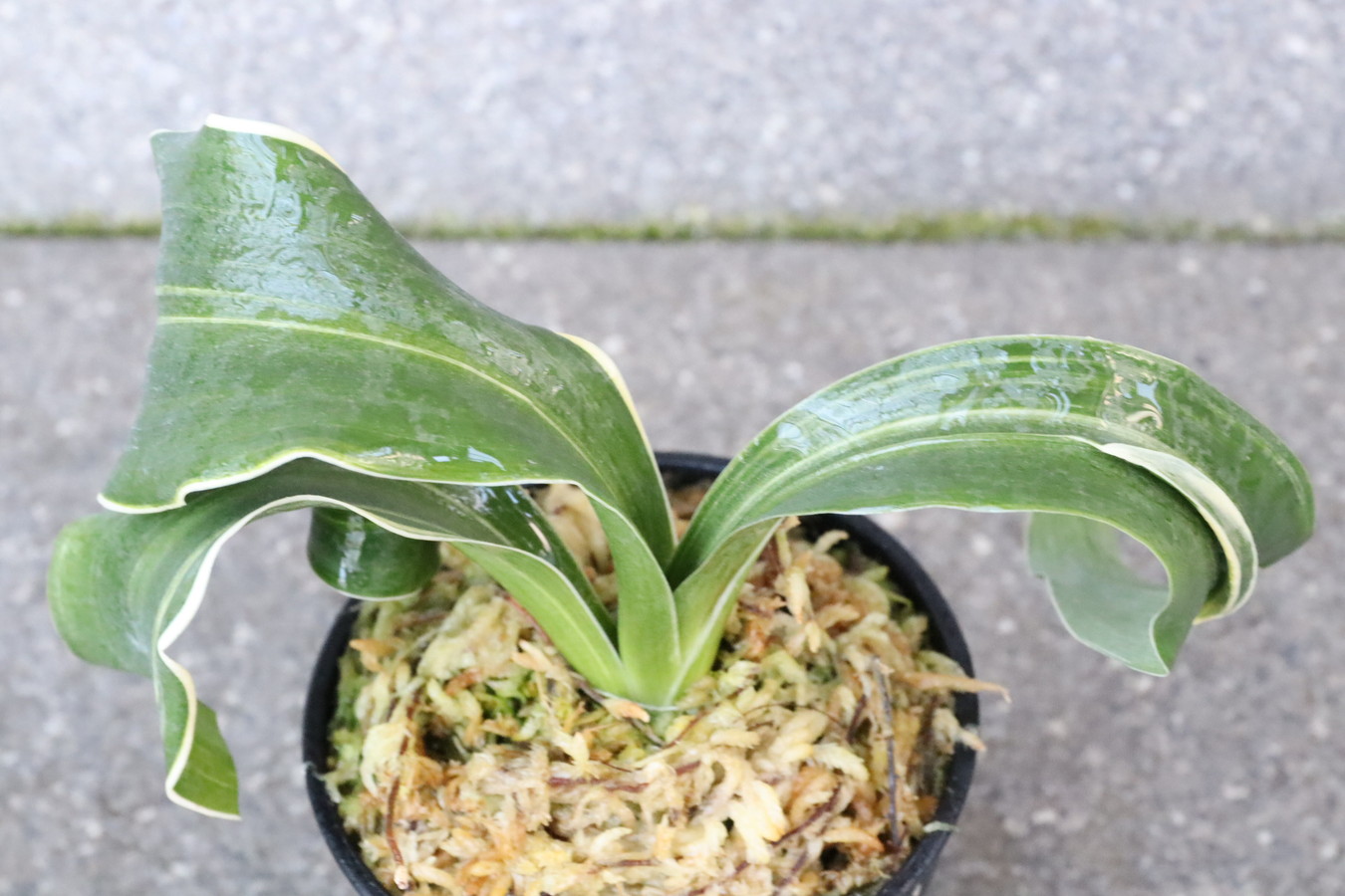 6936,特縞獅子×和羅紗獅子　縞よい　縞覆輪？数不明　【はきずはきれ多い大特価！！！】※春から秋は生長期なので姿は変わっていきます