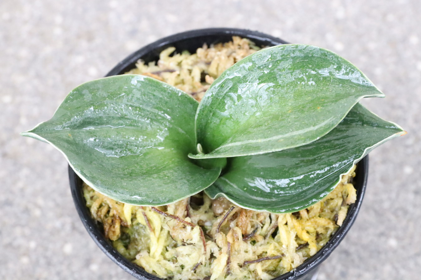 7194,柳生　広葉！数不明　【はきずはきれ非常に多い大特価！】※春から秋は生長期なので姿は変わっていきます