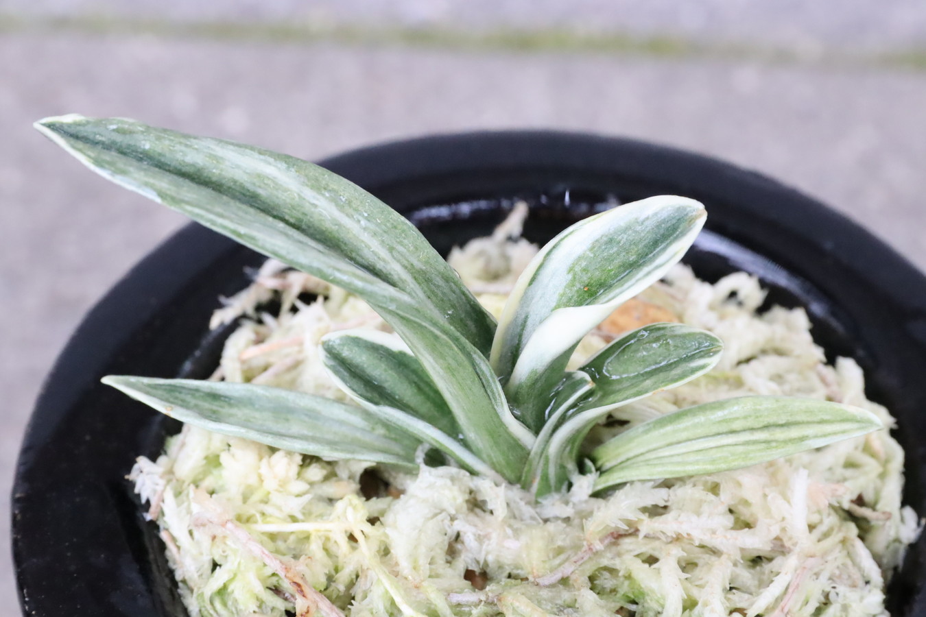 8214,旭翠(きょくすい)　【深覆輪特価！はきずはきれ多い大特価！】※春から秋は生長期なので姿は変わっていきます