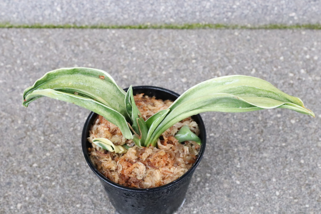 7195,整理品BC級品　武蔵(むさし)　【はきずはきれ多い大特価！】※春から秋は生長期なので姿は変わっていきます