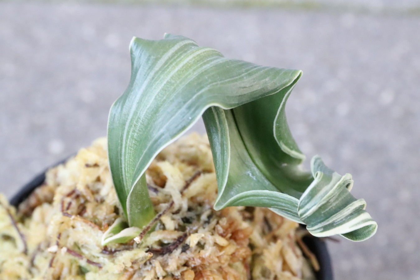 6007,夫婦獅子(めおとじし)　全国入賞系統　【はきずはきれ多い大特価！】※春から秋は生長期なので姿は変わっていきます