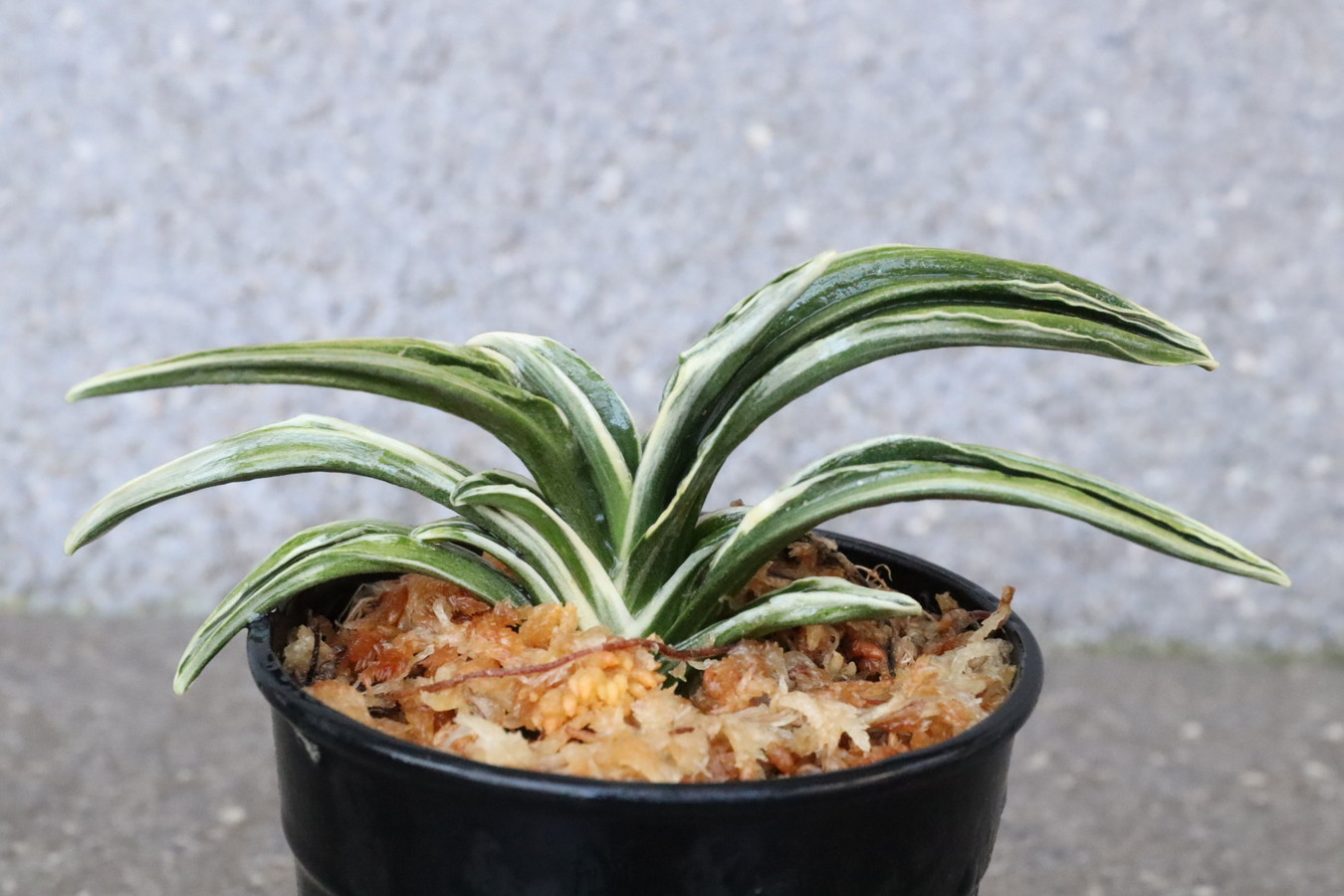 6547,整理品BC級品　春日錦(かすがにしき)　【はきずはきれ多い大特価！】※春から秋は生長期なので姿は変わっていきます