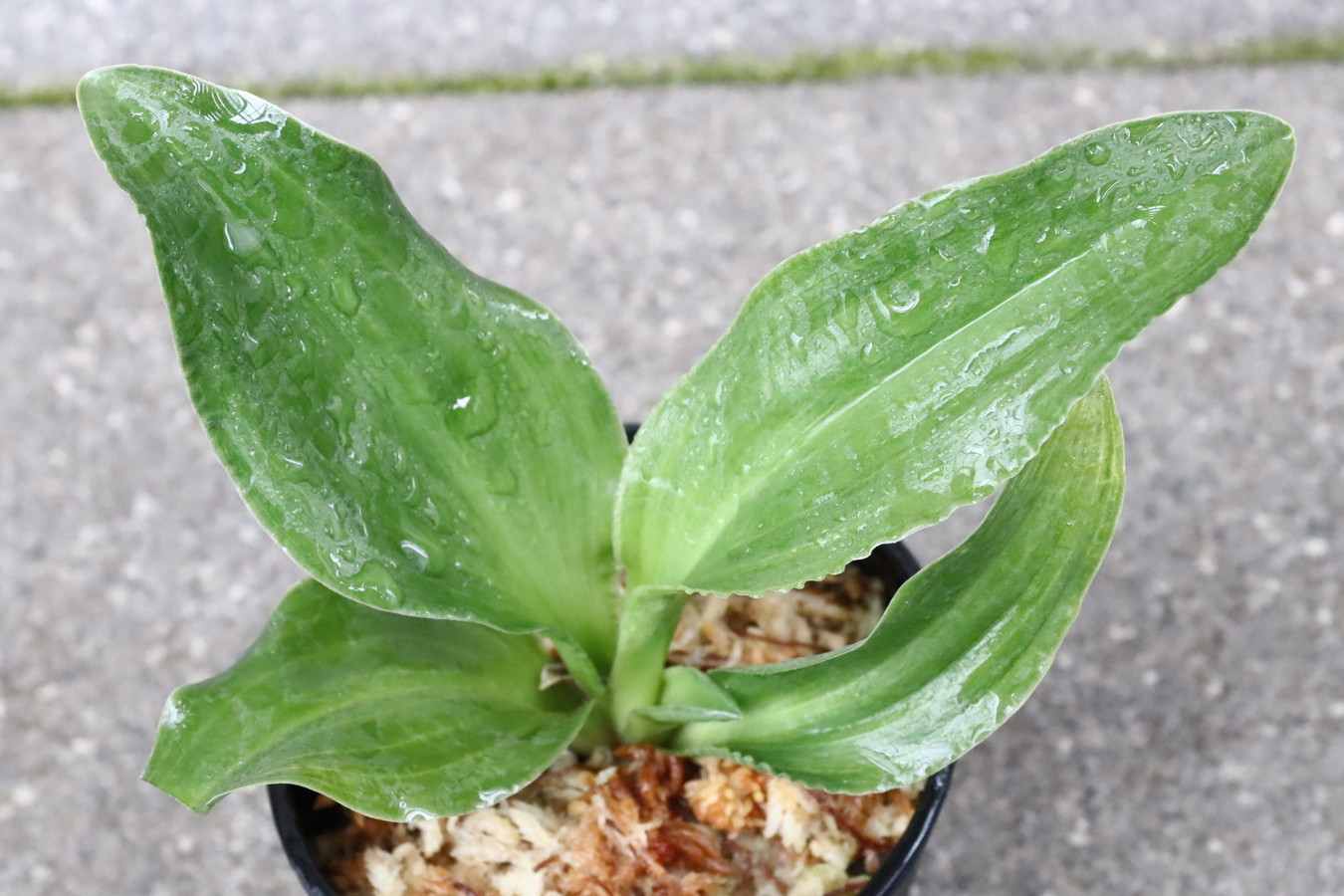 6591,福の光(ふくのひかり)　【はきずはきれとても多い大特価！！！】※春から秋は生長期なので姿は変わっていきます