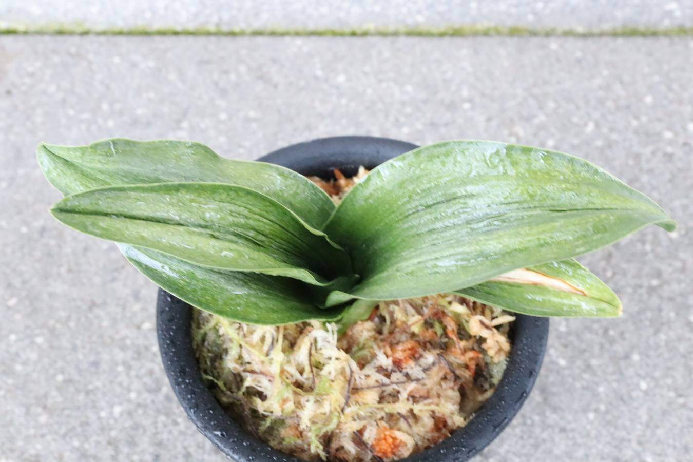 7206,雅千代田(仮)　丸葉羅紗千代田親！　超希少！【はきずはきれとても多い大特価！】※春から秋は生長期なので姿は変わっていきます