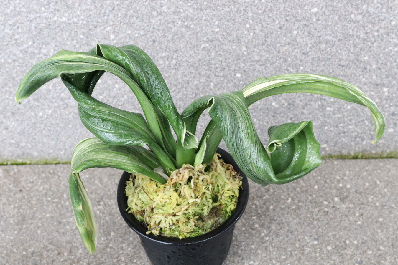 6305,月光丸(げっこうまる)　【新登録！】【はきずはきれとても多い大特価！！！】※春から秋は生長期なので姿は変わっていきます