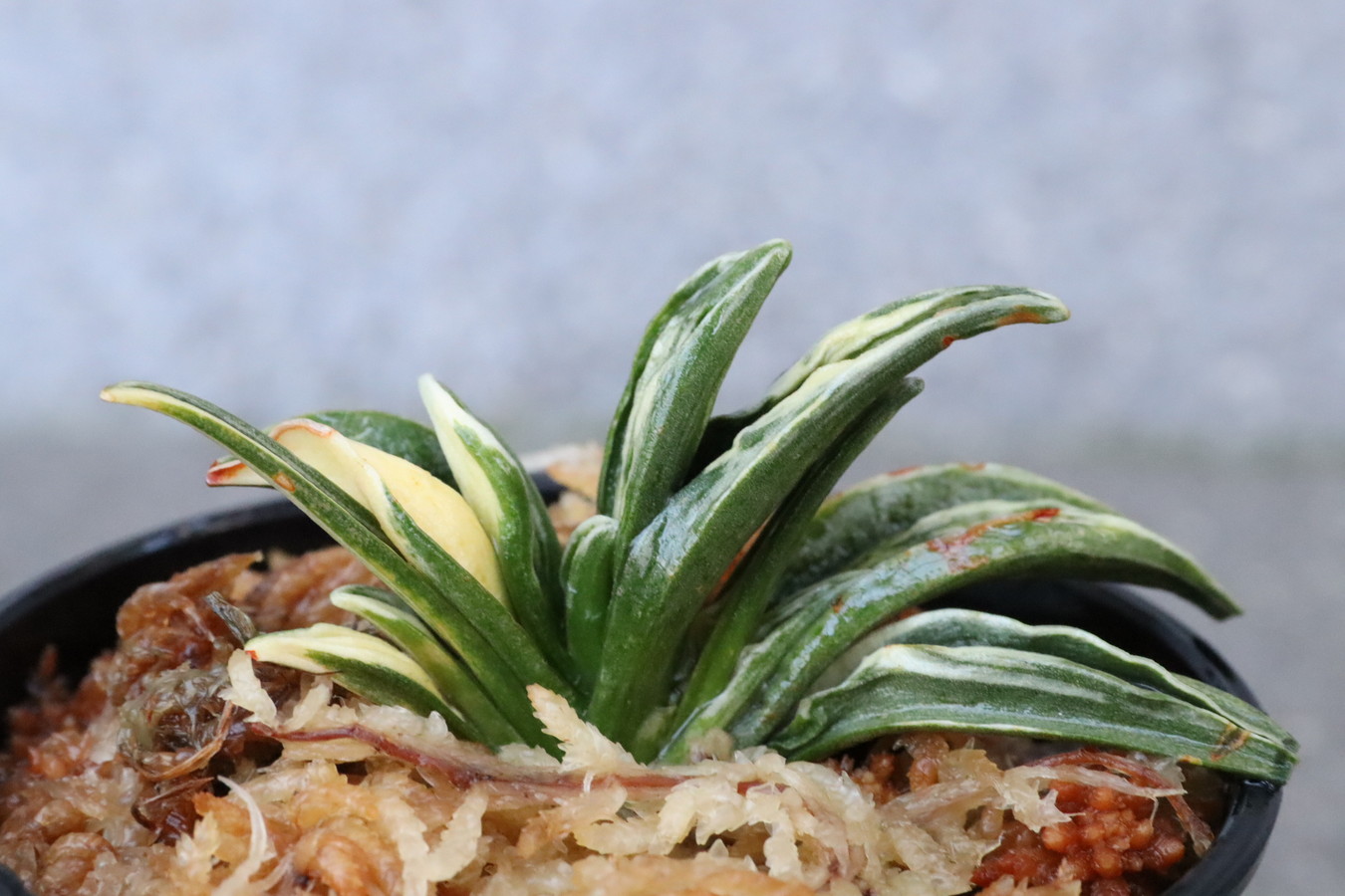 5006,瑞泉(ずいせん)　半白？棒縞？縞覆輪？　【はきずはきれ非常に多い大特価！】※春から秋は生長期なので姿は変わっていきます