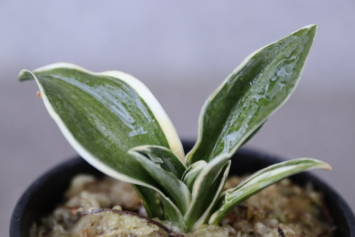 7135,銀閣(ぎんかく)　覆輪？デモ？数不明 実生の神様ともいわれる山田氏の？　【はきずはきれ多い大特価！】※春から秋は生長期なので姿は変わっていきます