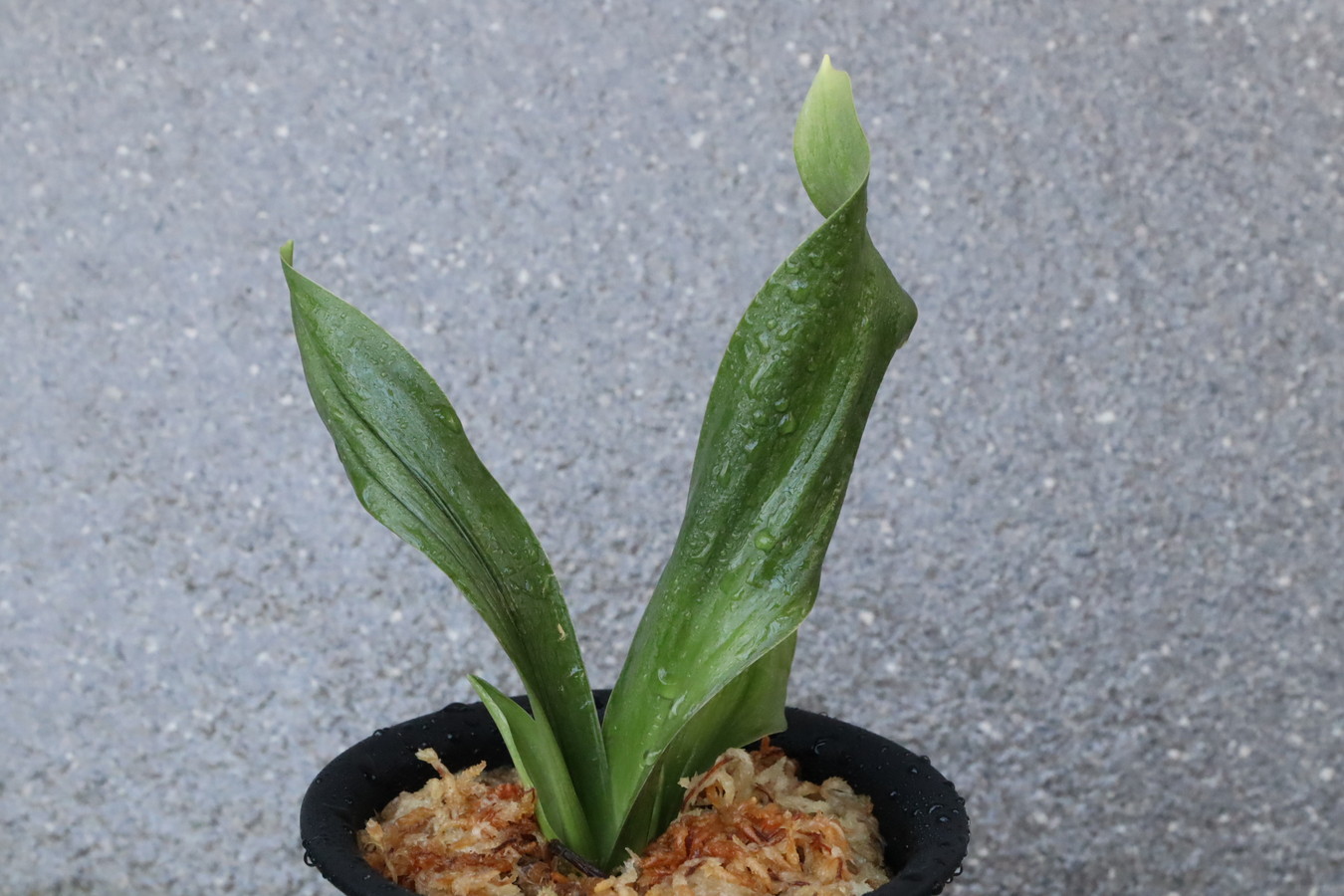 6569,日本海(にほんかい)　【豊明園三代目作出！】超希少！特上！芸素晴らしい！【希望価格98,000→はきずはきれ多い特価！】※春から秋は生長期なので姿は変わっていきます