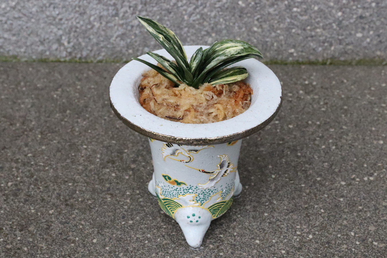 5140,瑞泉(ずいせん)　【長寿の鶴・良いこと続く波】全国トップ系統【はきずはきれ多い大特価！】※春から秋は生長期なので姿は変わっていきます