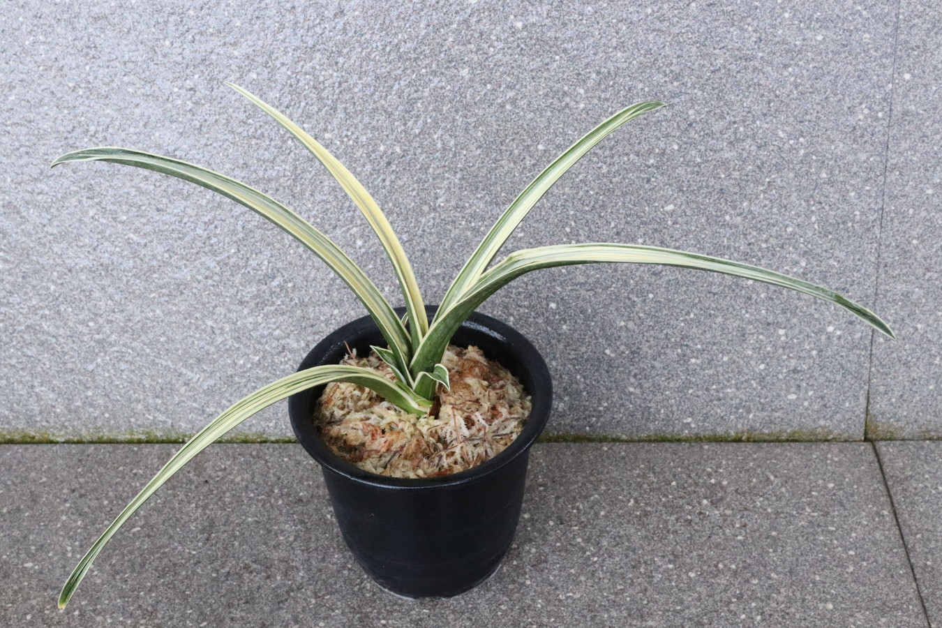 5912,青海波(せいかいは)　琴治作出の兼子琴次氏が作出【はきずはきれ多い大特価】※春から秋は生長期なので姿は変わっていきます