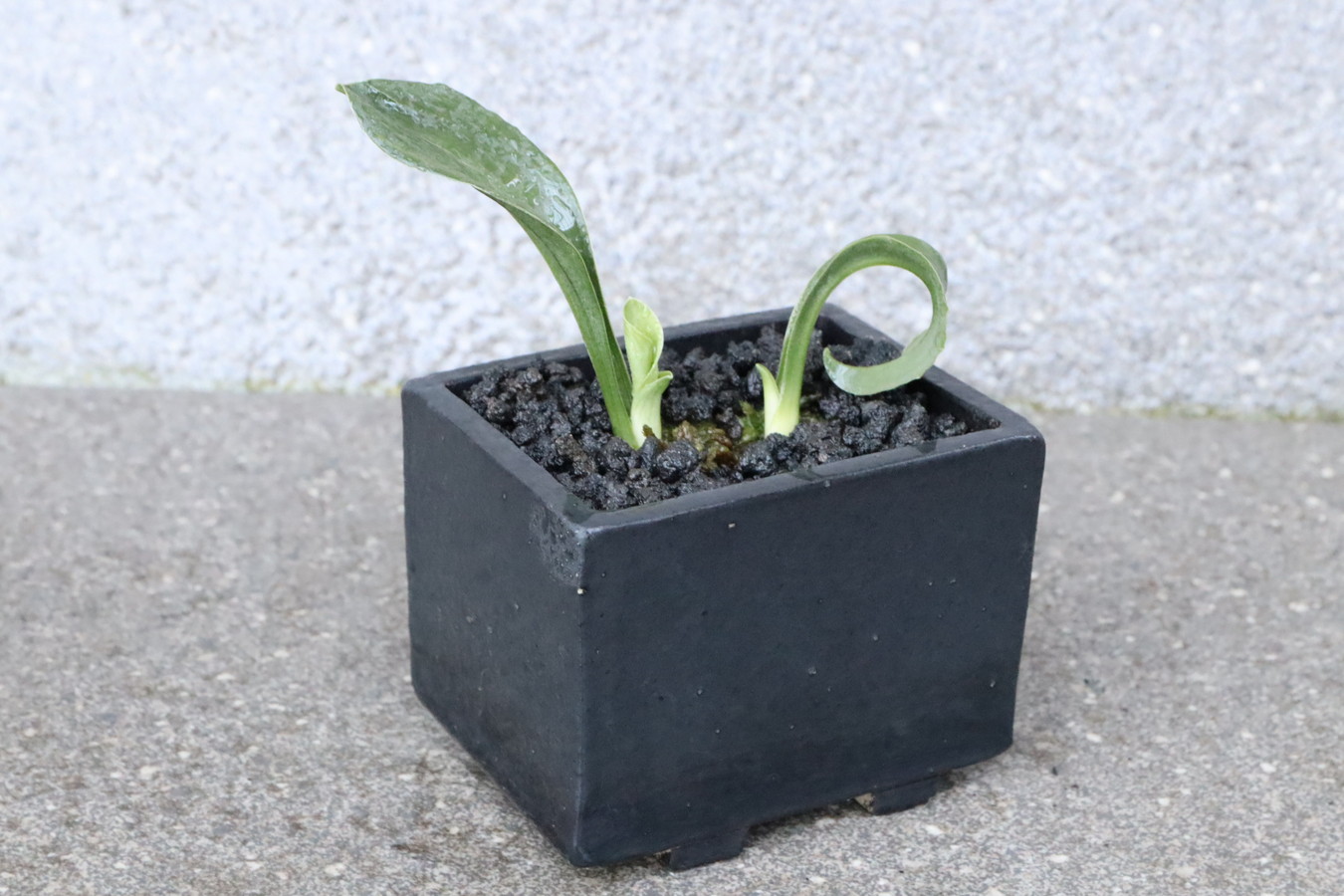 7215,開運萬年青　NHK趣味の園芸出演木！【はきずはきれ多い特価！】※春から秋は生長期なので姿は変わっていきます