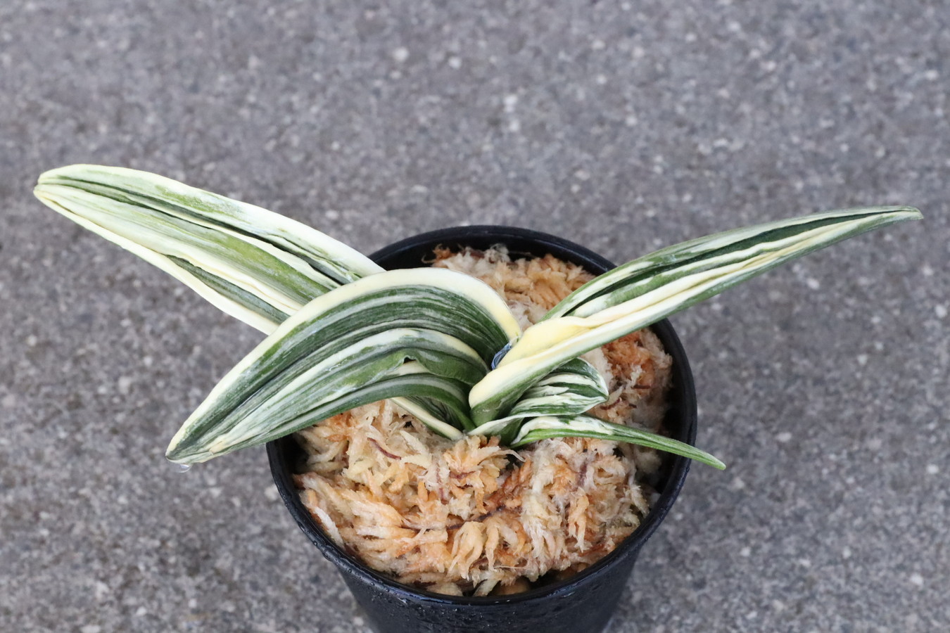 8092,天嶺(てんりょう)　現在希少種！芸素晴らしい！　【希望価格58000→はきずはきれ非常に多い特価！】※春から秋は生長期なので姿は変わっていきます