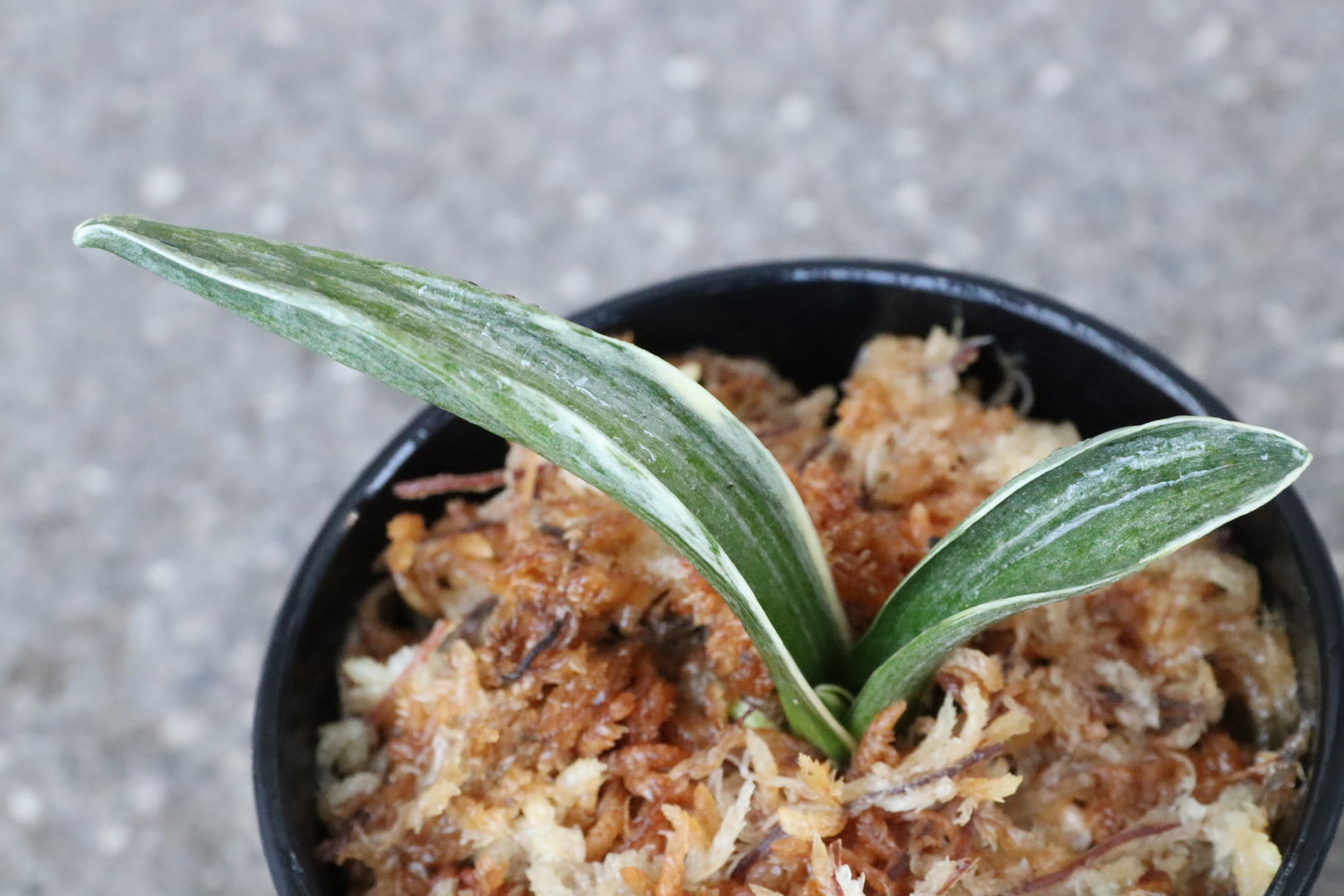 6521,鹿島錦(かしまにしき)　全国トップ系統【はきずはきれ多い特価】※春から秋は生長期なので姿は変わっていきます