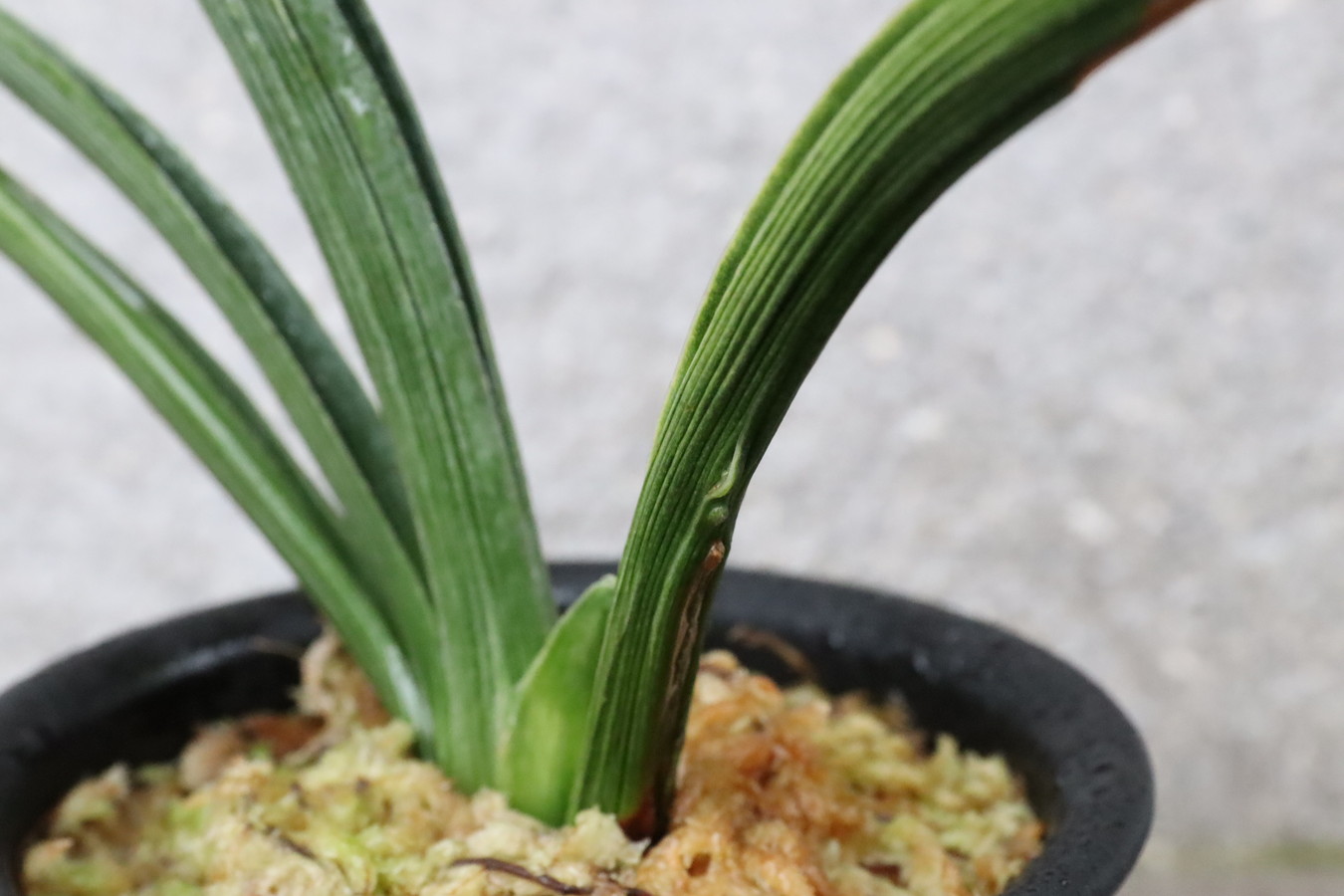 5783,金龍兄弟　金龍閣と見まがう芸みせる　芸最上！2本物【老木根少ない特価！はきずはきれ多い大特価！】※ko