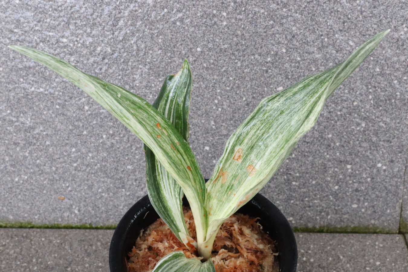 5887,白鳳殿実生(はくほうでんみしょう)新登録：華鳳　特上斑の系統！【はきずはきれ非常に多い大特価！】※春から秋は生長期なので姿は変わっていきます