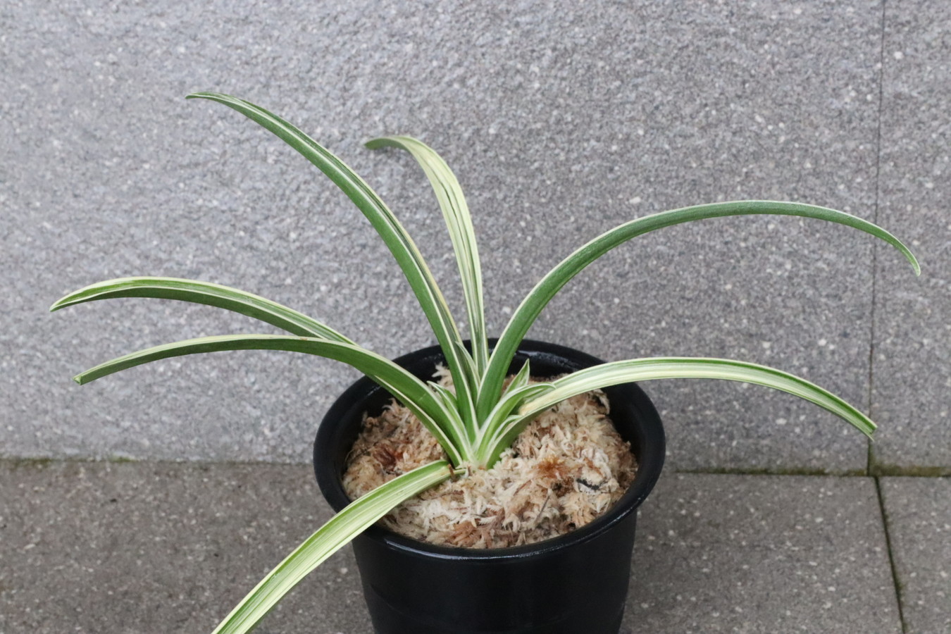 5912,青海波(せいかいは)　【はきずはきれ大特価】※春から秋は生長期なので姿は変わっていきます