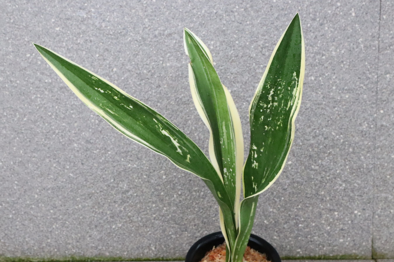 7355,長寿の誉（仮）希少！　珍品　図性最上！　【はきずはきれ多い大特価】※春から秋は生長期なので姿は変わっていきます