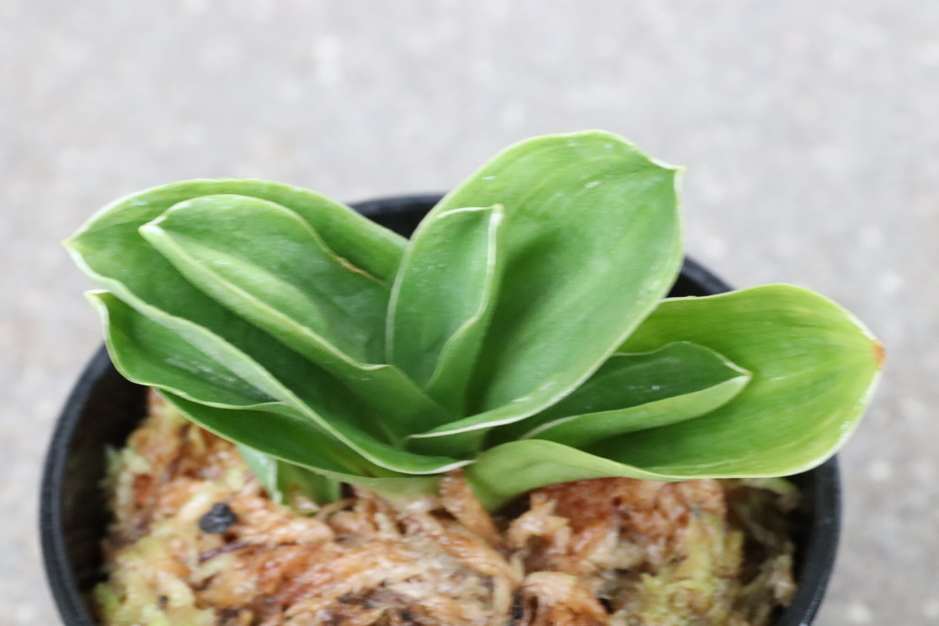 5136,江戸　福包(ふくづつみ)　【整理品根少ない特価！はきずはきれ多い特価！】※春から秋は生長期なので姿は変わっていきます